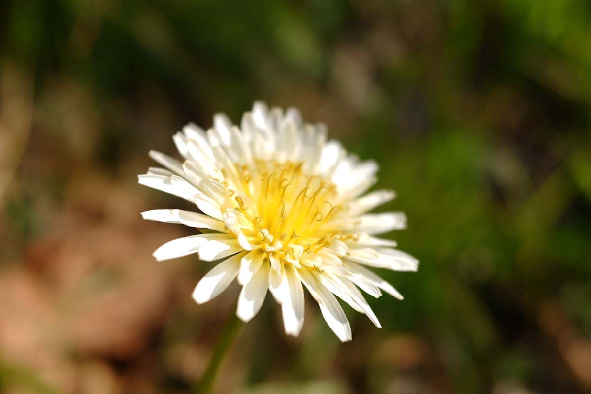 白いたんぽぽの花