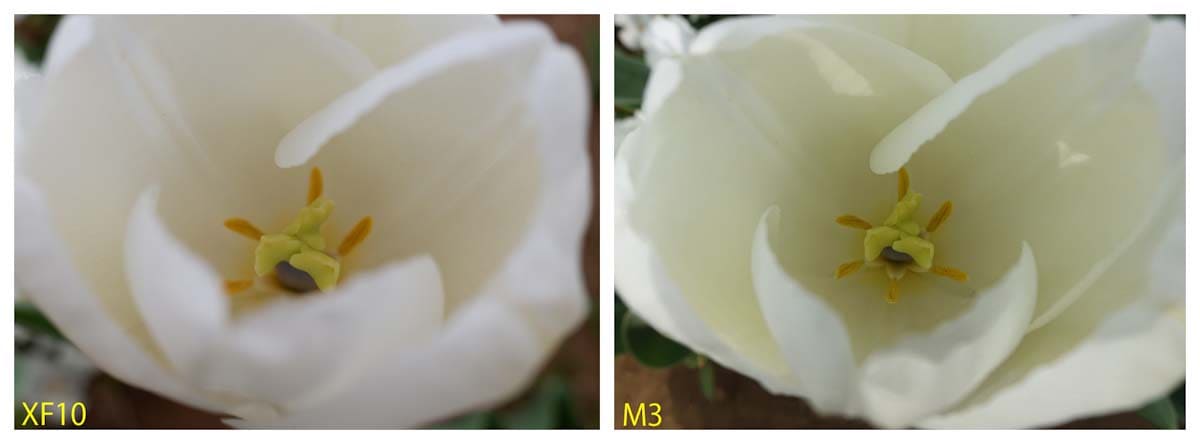 白いチューリップの花