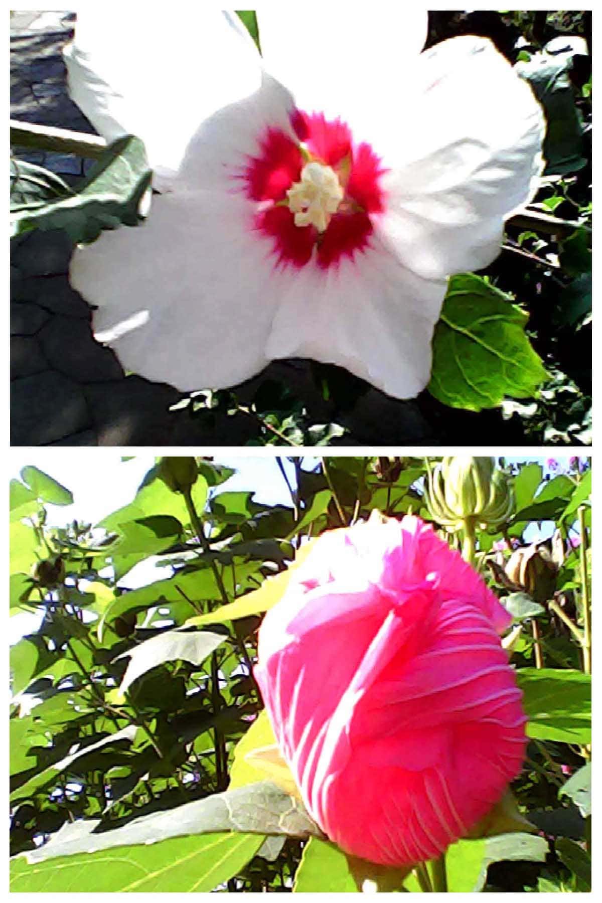 白と赤の花