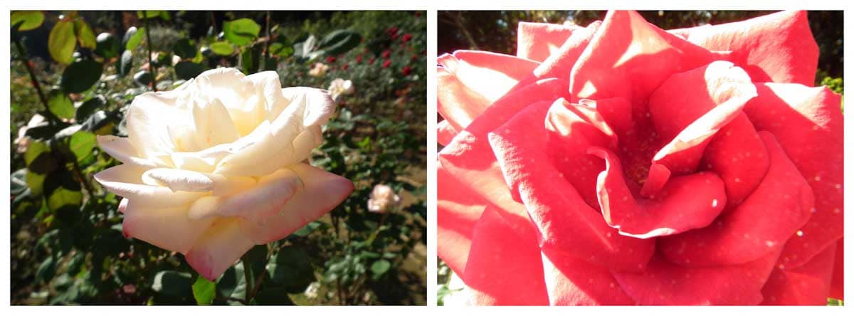 白いバラと赤いバラ