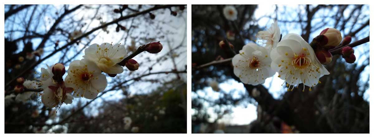 見ごろを迎えた白梅の花々