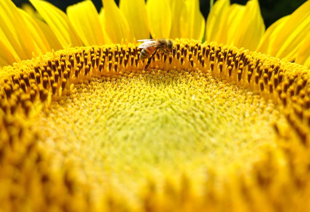 花粉を集めるミツバチ
