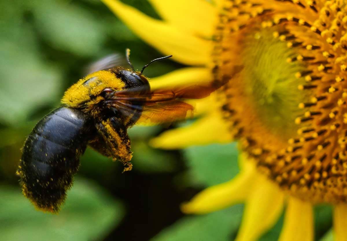 ヒマワリの花粉を求めて飛ぶ大きなクマバチ