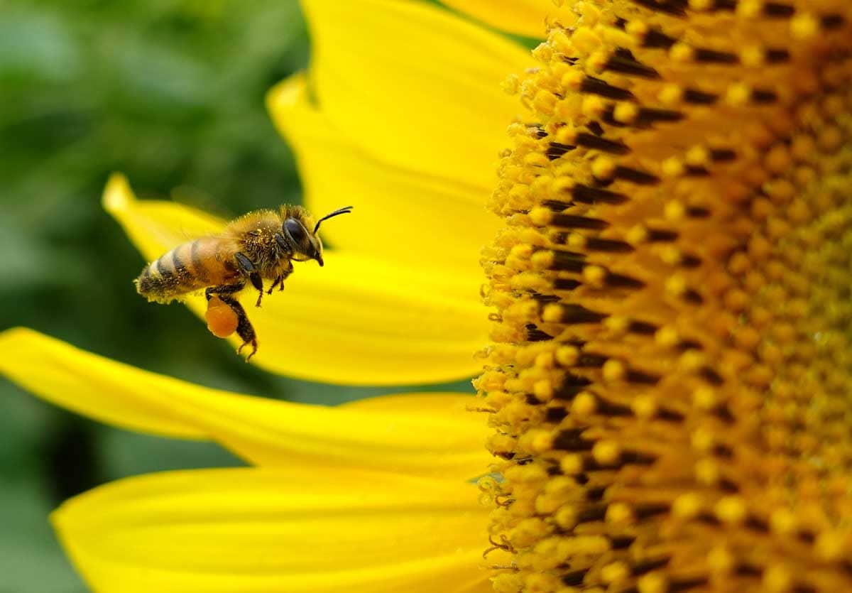 大きな花粉を持つミツバチ
