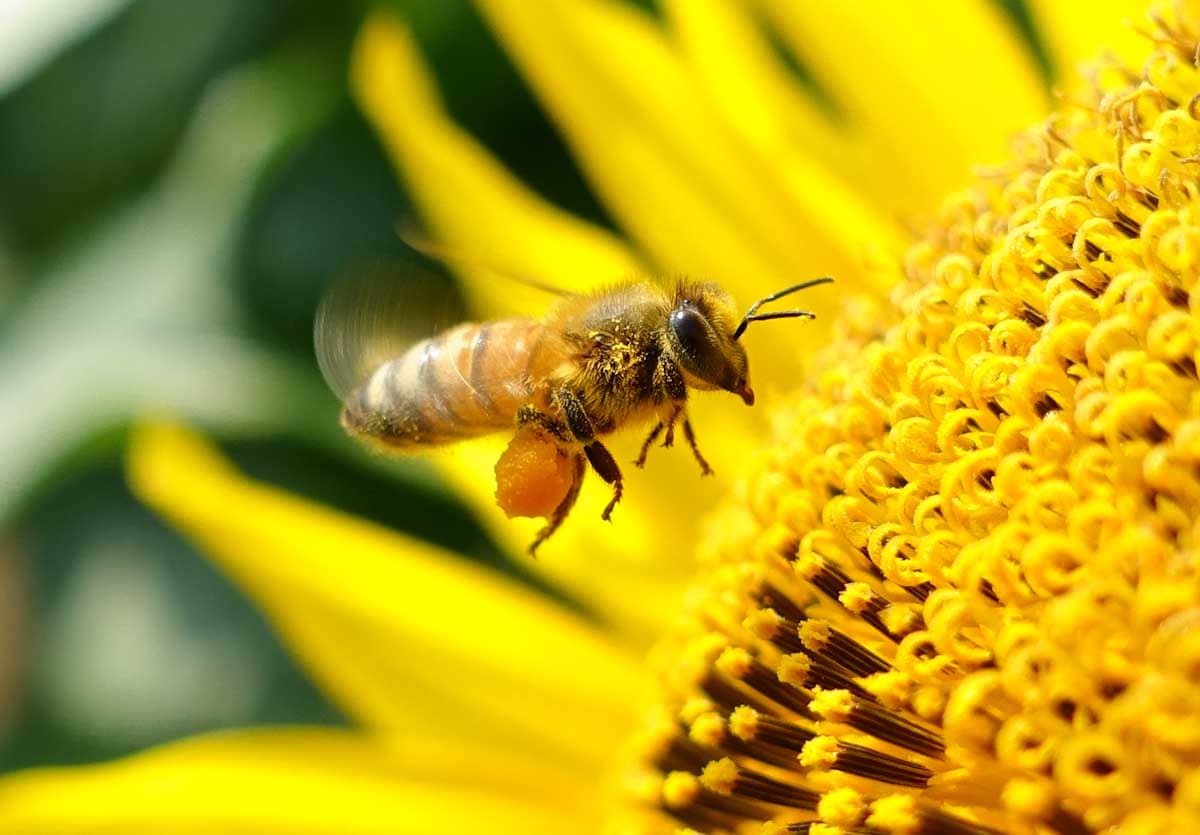 一心不乱に向日葵の花粉を集めるミツバチ