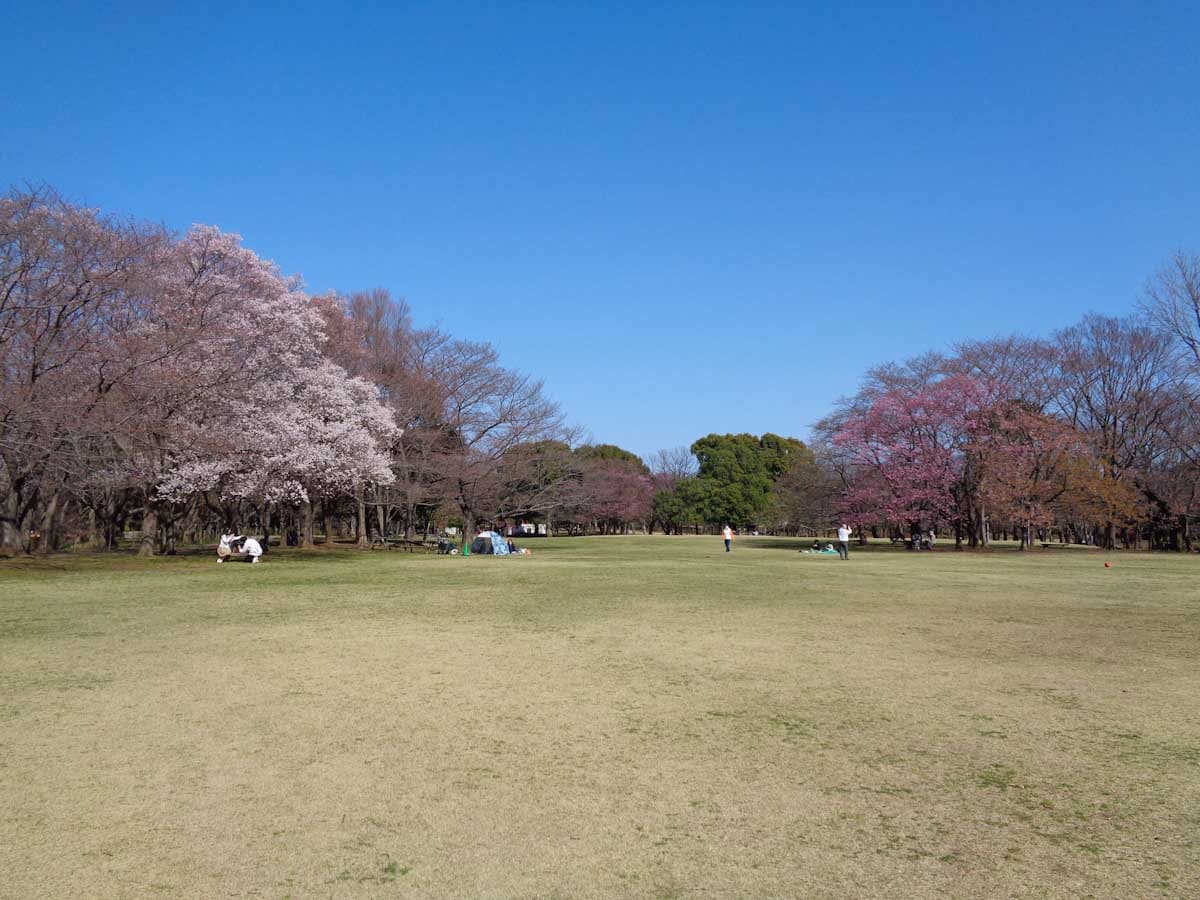 桜が咲き始める頃の公園風景