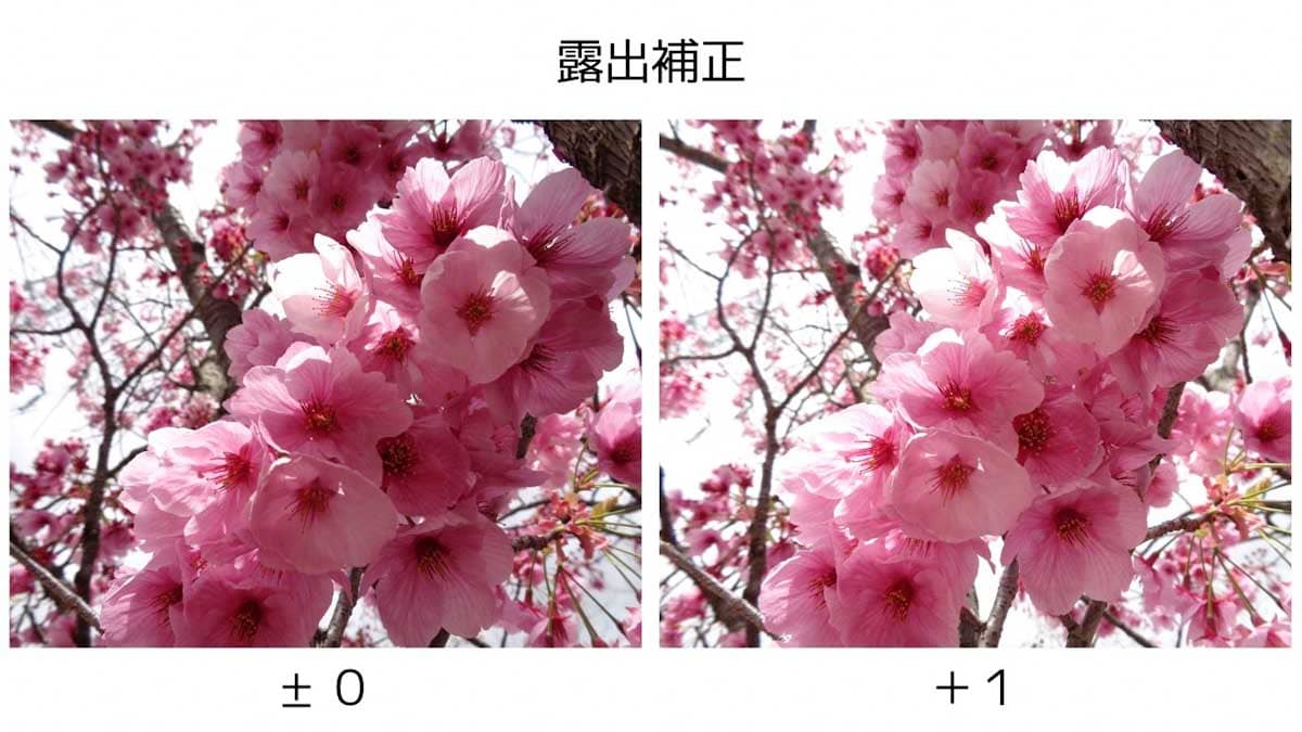 ピンク色の桜の花々
