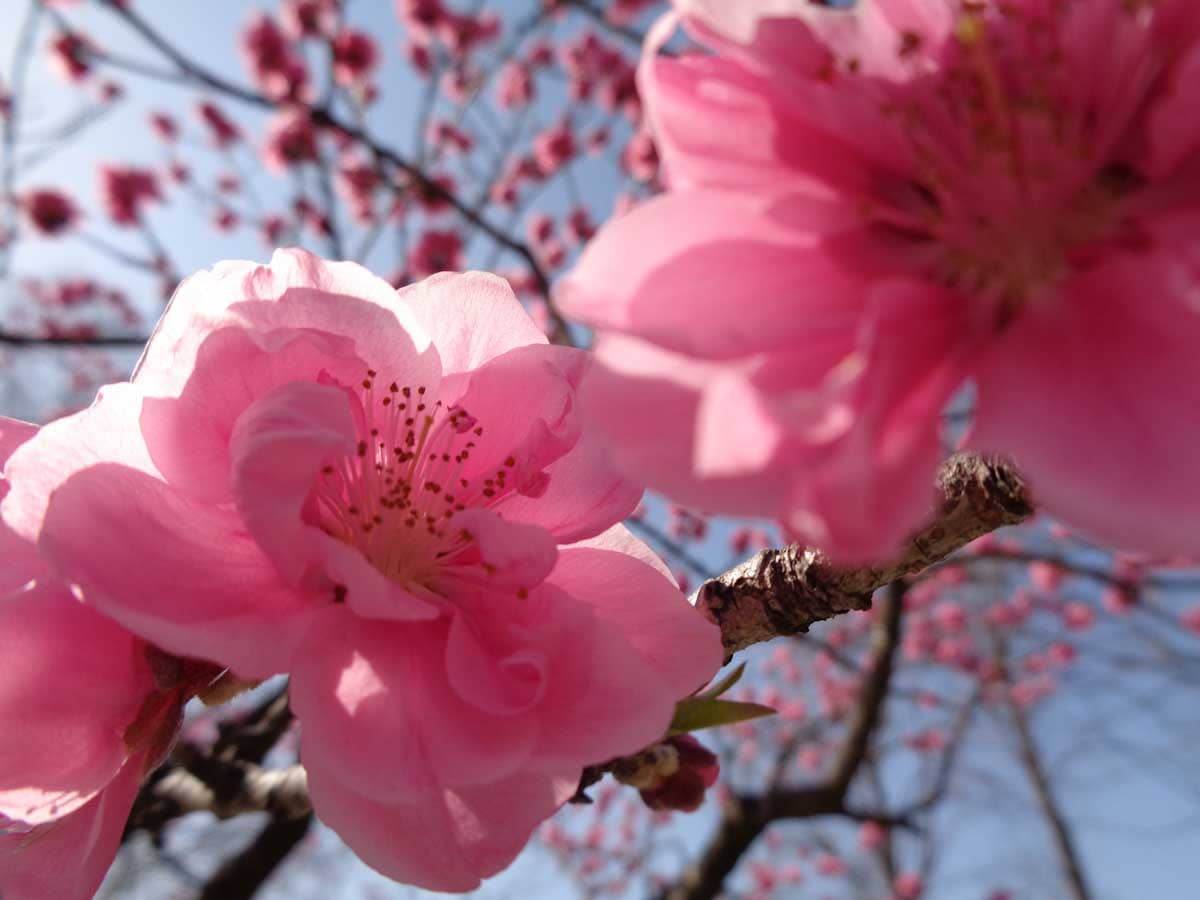 満開を迎えた桃の花をマクロで撮影した写真