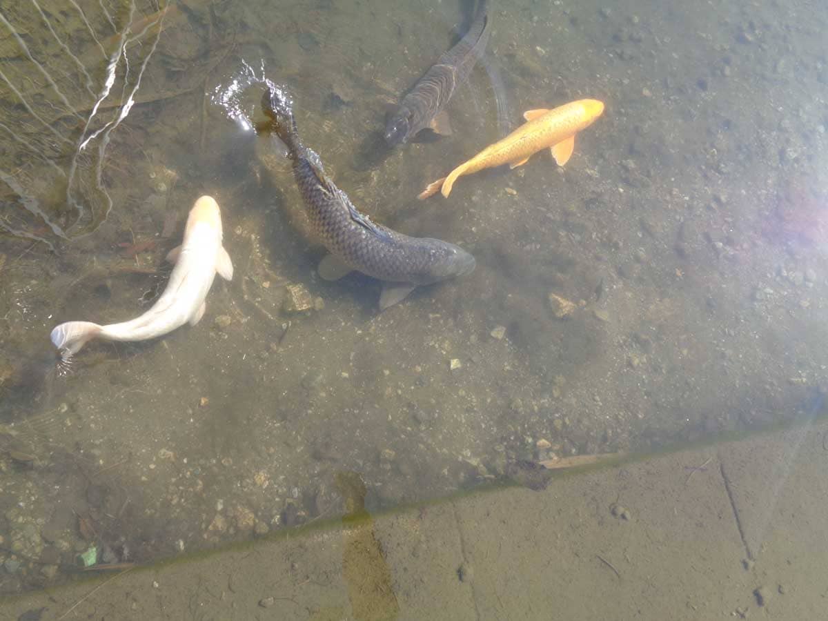池で泳ぐ４匹の鯉