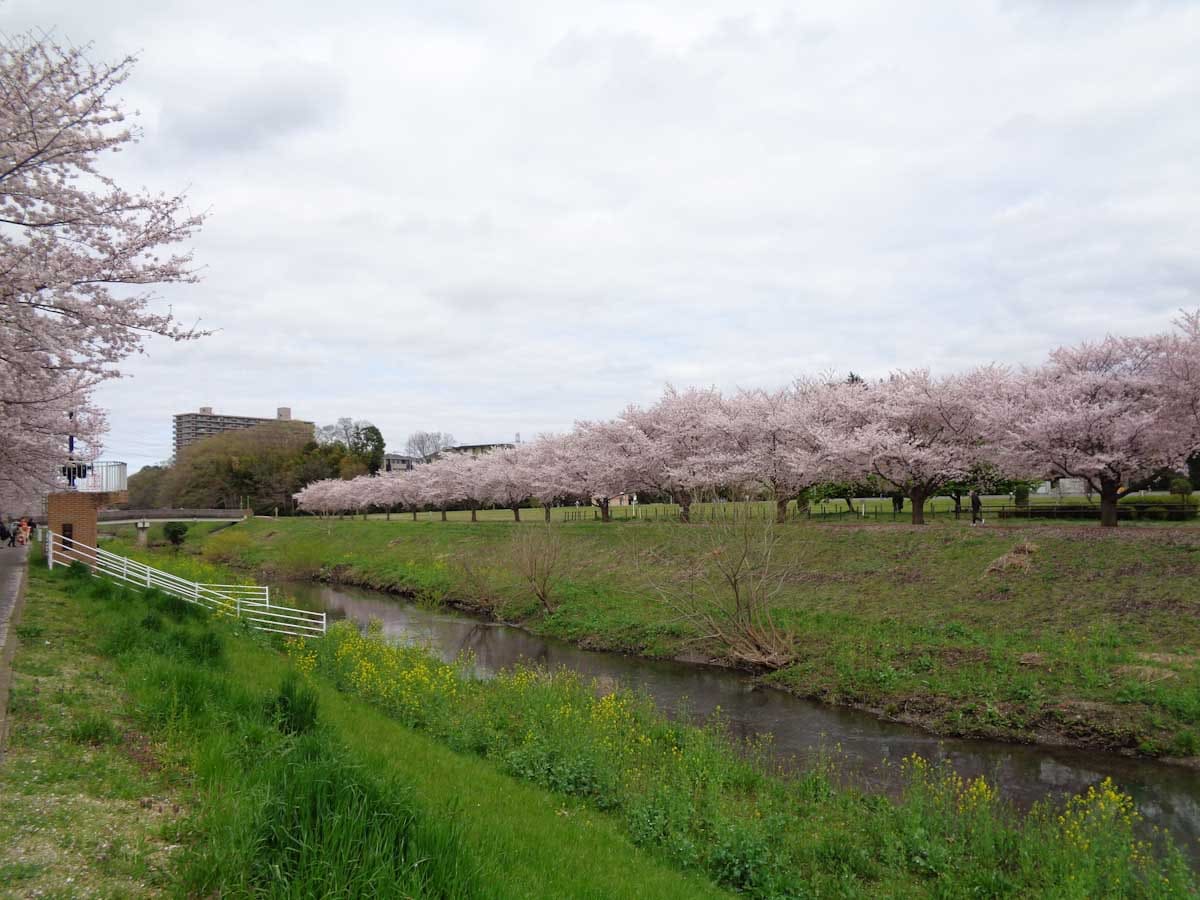 曇りの日に撮影した川沿いの桜並木
